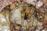 Colorful Petrified Wood (Araucaria) Round - Madagascar #304818-1